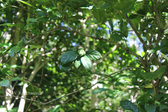 Epiprinus mallotiformis